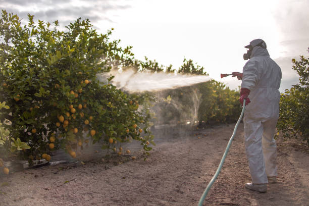 Wasp Removal Services in King, NC